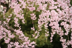 大国魂神社のしだれ桜