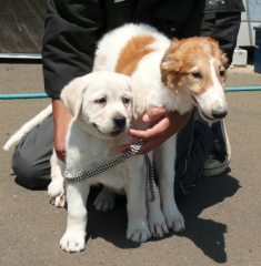 おとなりはボルゾイの子犬