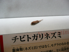 チューちゃんですわ