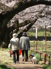 今日のわんこ