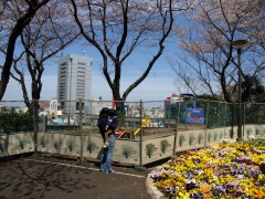 桜の下で働くおじさん