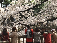 思い思いに桜を愛でる